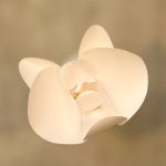 Pearl Orchid