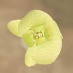 Washi Pastel Green Orchid